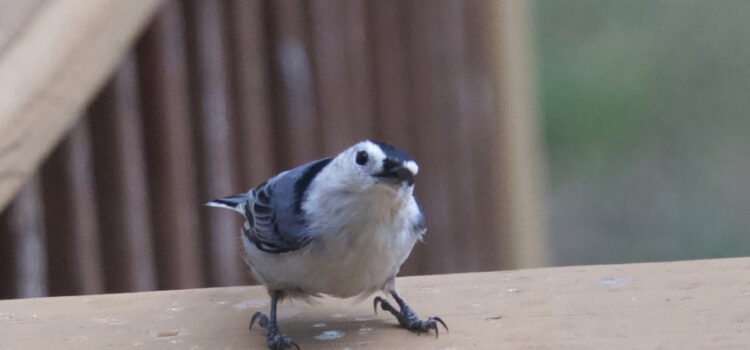 Rosie Crafts Nuthatch Bird Photography