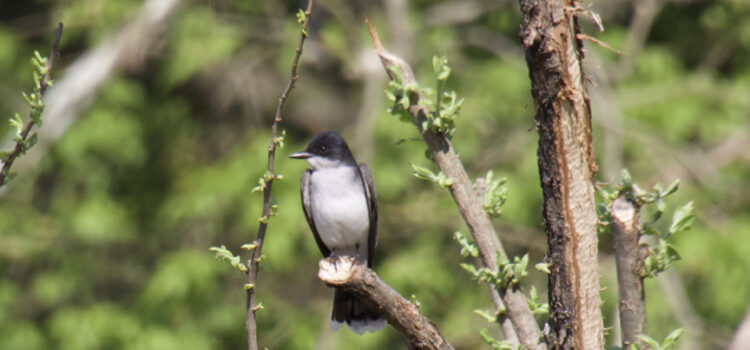 Rosie Crafts Eastern Kingbird Photography