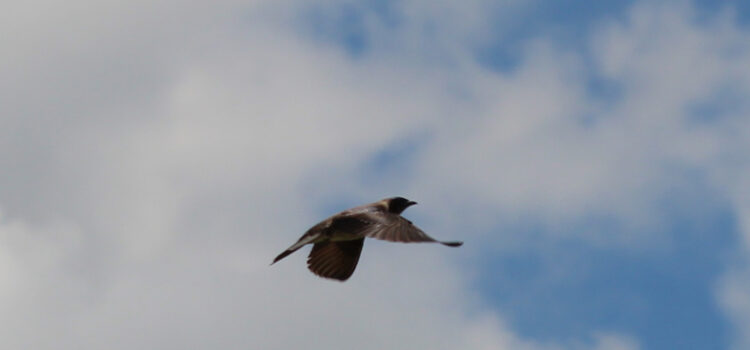 Rosie Crafts Purple Martin Bird Photography