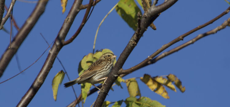 Rosie Crafts Savannah Sparrow Bird Photography