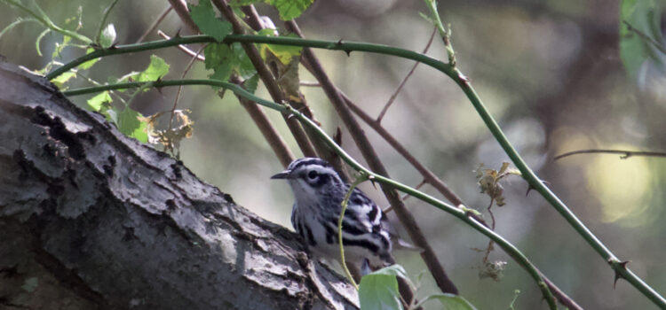 Rosie Crafts Male Black & White Warbler Bird Photography