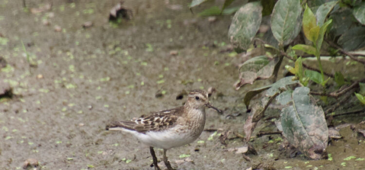 Rosie Crafts Least Sandpiper Bird Photography