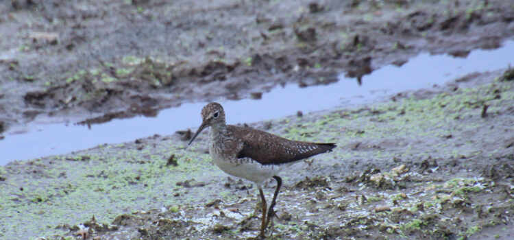 Rosie Crafts Solitary Sandpiper Bird Photography