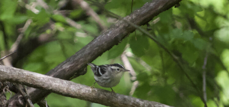 Rosie Crafts Female Black & White Warbler Bird Photography