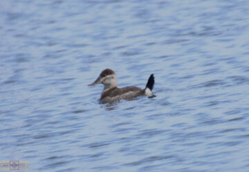 Rosie Crafts Ruddy Duck Photography