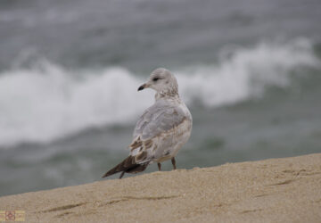 Rosie Crafts Herring Gull Photography