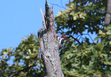 Rosie Crafts Red-Headed Woodpecker Photography