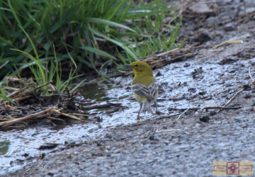 Rosie Crafts Pine Warbler Bird Photography