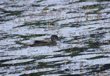 Rosie Crafts Female Wood Duck Bird Photography