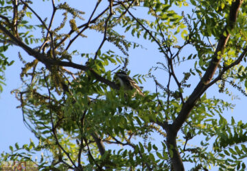 Rosie Crafts Male Blackpoll Warbler Bird Photography