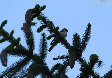 Rosie Crafts Bay Breasted Warbler Bird Photography