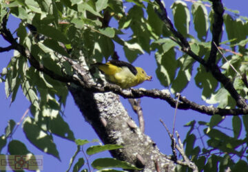 Rosie Crafts Female Scarlet Tanager Bird Photography