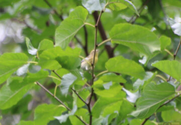 Rosie Crafts Female Blackburnian Warbler Bird Photography