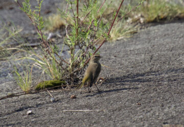 Rosie Crafts Palm Warbler (Eastern and Western) Bird Photography