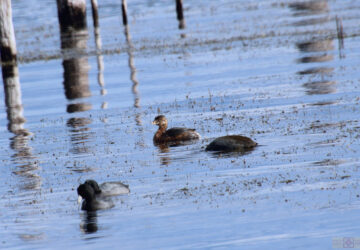 Rosie Crafts Pied Billed Grebe Bird Photography