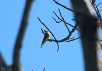 Rosie Crafts Cape May Warbler Bird Photography