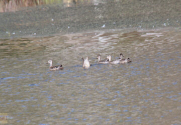 Rosie Crafts Blue Winged Teal Bird Photography