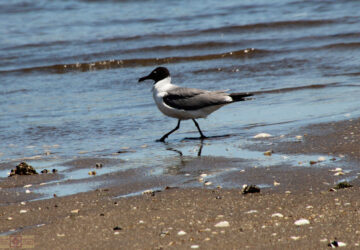 Rosie Crafts Laughing Gull Bird Photography