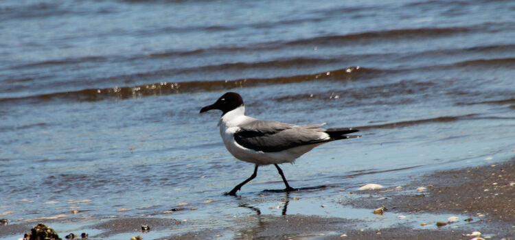 Rosie Crafts Laughing Gull Bird Photography