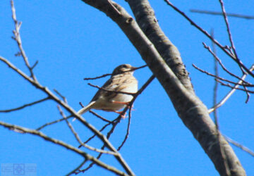 Rosie Crafts Vesper Sparrow Bird Photography