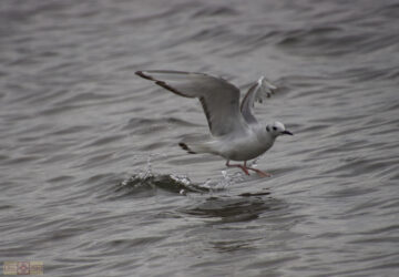 Rosie Crafts Bonaparte Gull Bird Photography