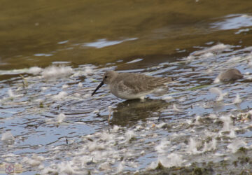 Rosie Crafts Dunlin Bird Photography