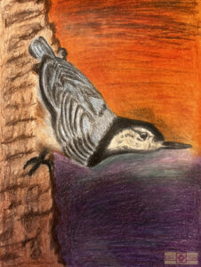 Rosie Crafts White Breasted Nuthatch Artwork