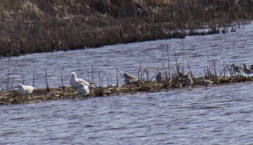 Rosie Crafts Long Billed Dowitcher Bird Photography