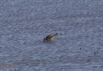 Rosie Crafts Stilt Sandpiper Bird Photography