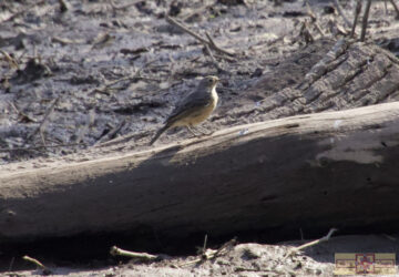 Rosie Crafts American Pipit Bird Photography