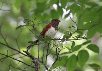 Rosie Crafts Female Eastern Towhee Bird Photography