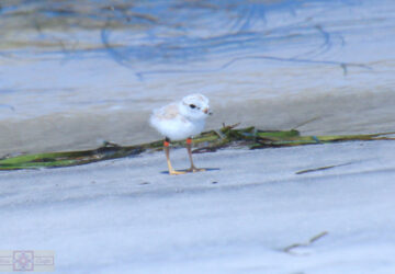 Rosie Crafts Piping Plover Bird Photography