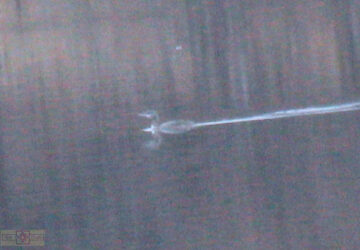 Rosie Crafts Red Throated Loon Bird Photography