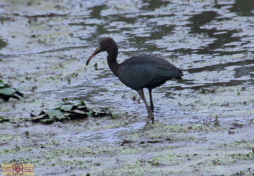 Rosie Crafts Glossy Ibis Bird Photography