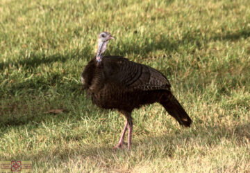 Rosie Crafts Wild Turkey Bird Photography