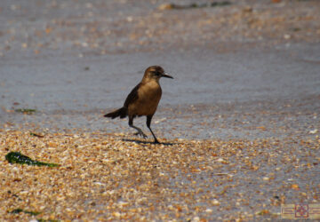 Rosie Crafts Boat-tailed Grackle Bird Photography