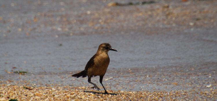 Rosie Crafts Boat-tailed Grackle Bird Photography