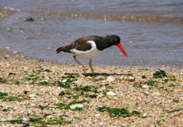 Rosie Crafts American Oystercatcher Bird Photography