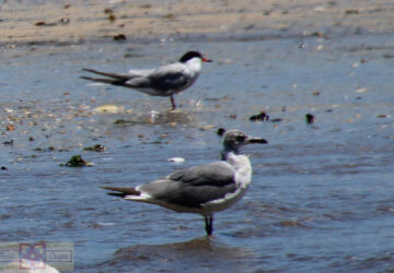 Rosie Crafts Common Tern Bird Photography