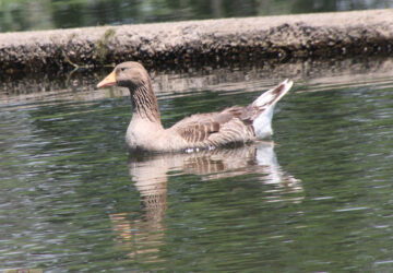 Rosie Crafts Greylag Goose Bird Photography