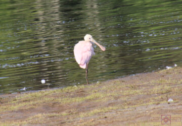 Rosie Crafts Roseate Spoonbill Bird Photography