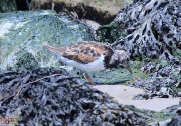 Rosie Crafts Ruddy Turnstone Bird Photography