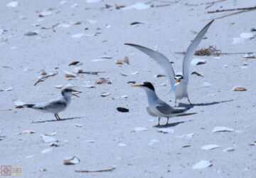 Rosie Crafts Least Tern Bird Photography