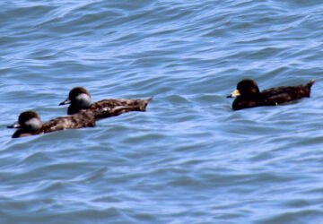 Rosie Crafts Black Scoter Bird Photography