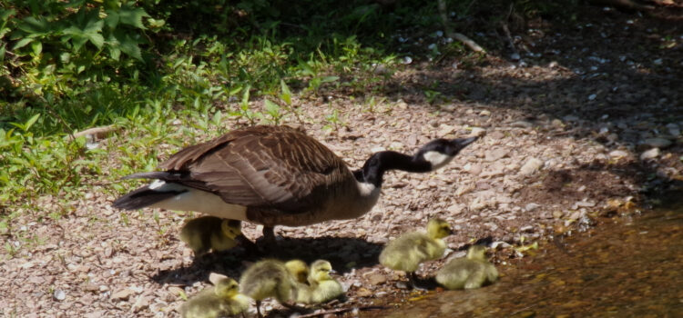 Rosie Crafts Canadian Geese and Baby Geese Photography