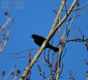 Rosie Crafts Male Red Winged Black Bird Photography