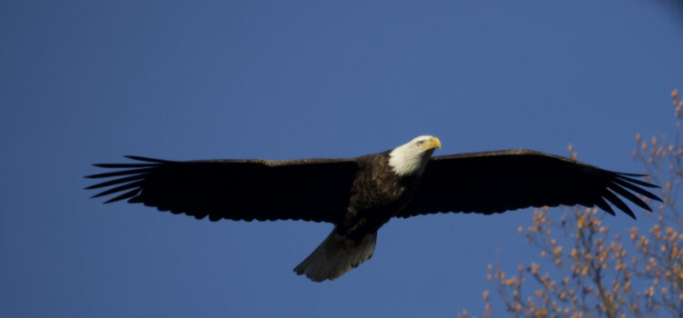 Rosie Crafts Bald Eagle Bird Photography