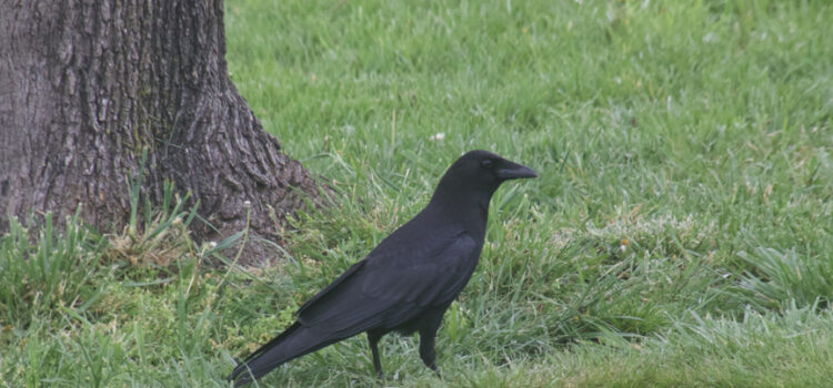 Rosie Crafts Crow Bird Photography