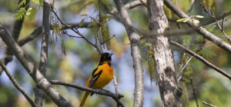 Rosie Crafts Male Baltimore Oriole Bird Photography