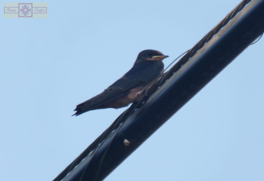 Rosie Crafts Barn Swallow Bird Photography